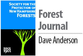 Dave Anderson's Forest Journal